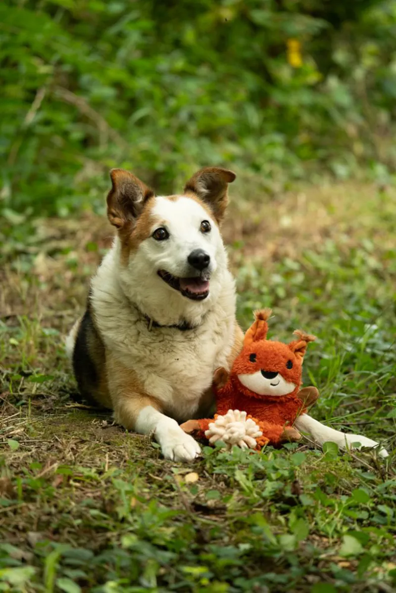 Petface Saffia Squirrel Crinkle Toy-4